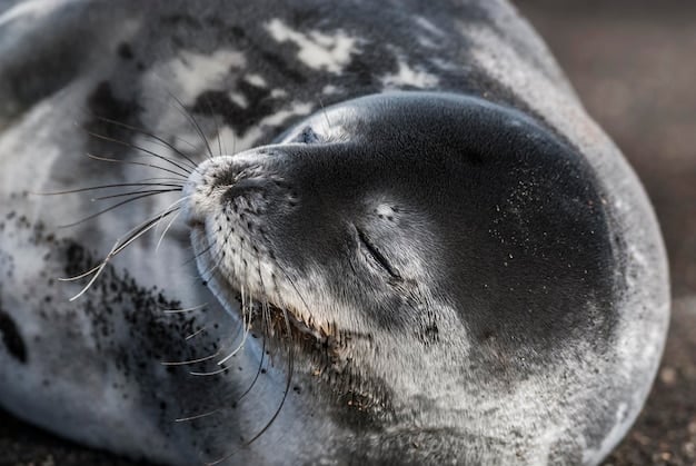 A close-up shot of the SEC seal with a blurred background showing a group of startup founders discussing funding strategies, emphasizing the regulatory oversight impacting New SEC Regulations for Startup Crowdfunding: How Will They Impact Your 2025 Funding Strategy?.