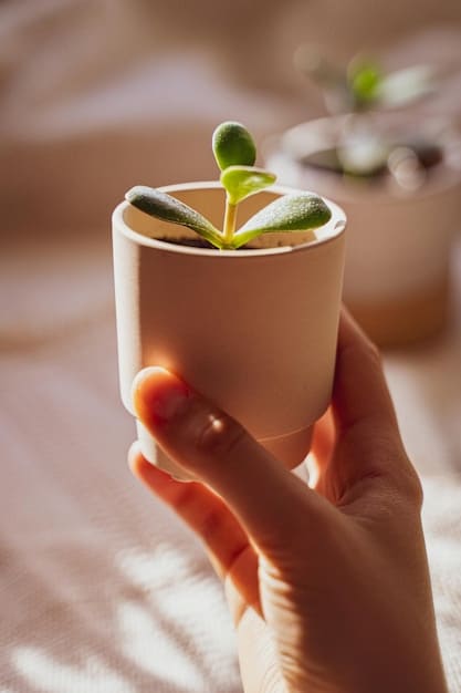 A close-up shot of a hand holding a biodegradable coffee cup with a plant sprouting from it. The image emphasizes the commitment to sustainability and eco-friendly practices within US Startup Trends: Analyzing the Shift Towards Sustainable and Socially Responsible Businesses.